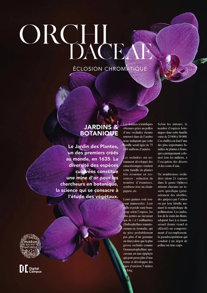 Couverture d'article de magazine avec le musée d'histoire naturelle, orchidée violette en arrière plan avec un fond sombre, mise en page du texte sur la droite